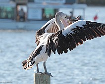 IMG_6993 Australian Pelican