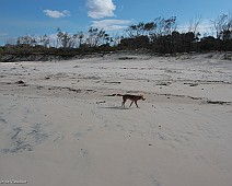 IMG_7106 Fraser Island, Dingo