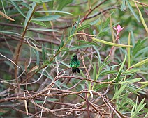 Blauwstaart smaragd kolibrie