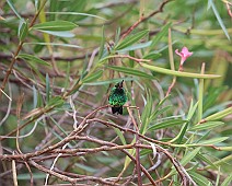 Blauwstaart smaragd kolibrie