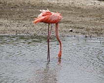 Caribische flamingo