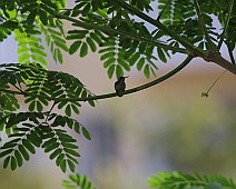 Blauwstaart smaragd kolibrie (v)