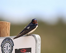 Boeren zwaluw