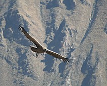 IMG_4880 Condor